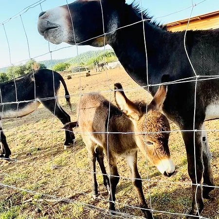 Apartamento Leonardo *