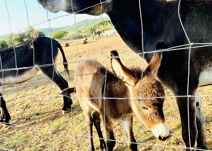 Apartment Leonardo *